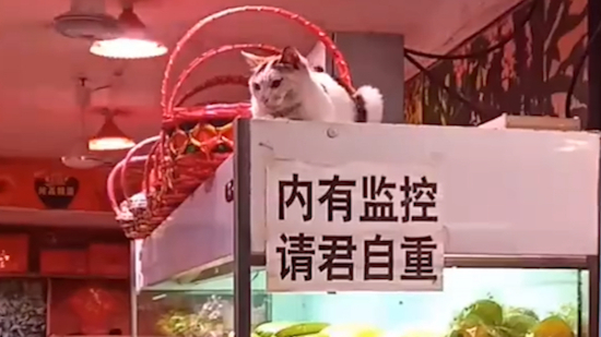 【抽奖】《詹姆斯·邦猫》